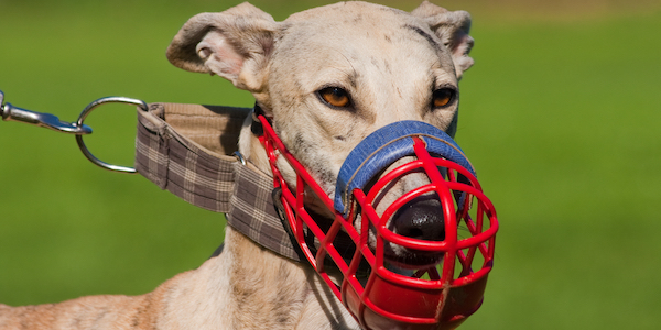 Training a dog outlet to wear a muzzle